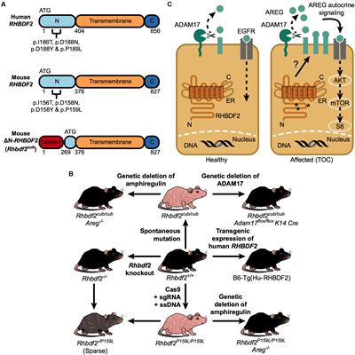 RHBDF2-Regulated Growth Factor Signaling in a Rare Human Disease, Tylosis With Esophageal Cancer: What Can We Learn From Murine Models?